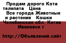  Продам дорого Кота-телепата › Цена ­ 4 500 000 - Все города Животные и растения » Кошки   . Челябинская обл.,Катав-Ивановск г.